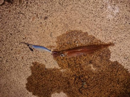 いつもの小さな漁港で